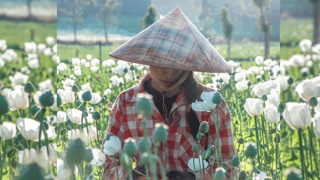 মিয়ানমারে আফিম চাষ বেড়েছে বহুগুণ, সংঘাত ও দারিদ্র্যে চোরাচালানে জড়াচ্ছেন কৃষকেরা