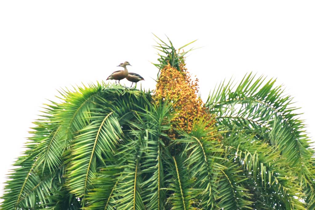 দিনের ছবি (২৪ মে,২০২৫)