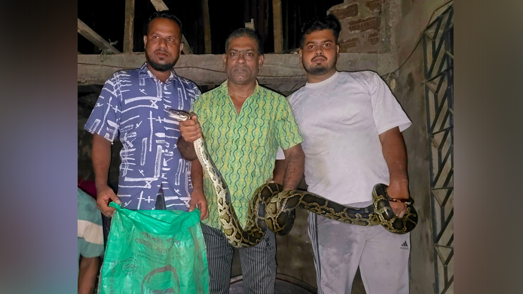 ঘুমাতে গিয়ে সিলিংয়ে দেখেন ১২ ফুটের অজগর, পরে উদ্ধার