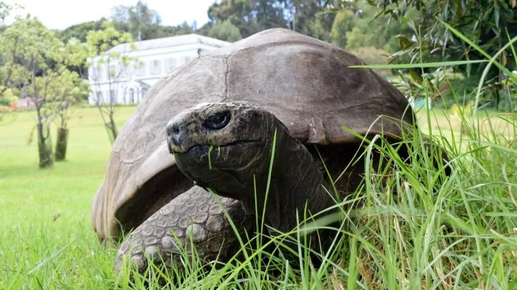 জনাথন বেঁচে আছে