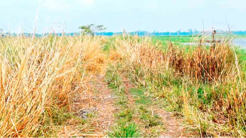 পাবনার বেড়া: পাঁচ কিমি দীর্ঘ সড়কটি 
আজ হারানোর পথে