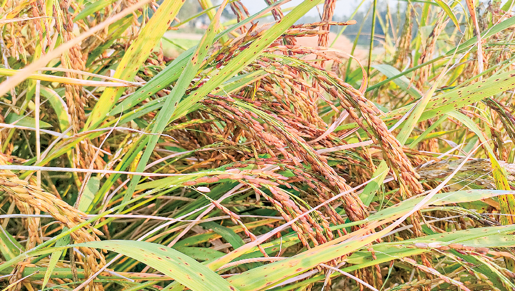 পরিবেশ ও জীববৈচিত্র্য রক্ষার উপায়