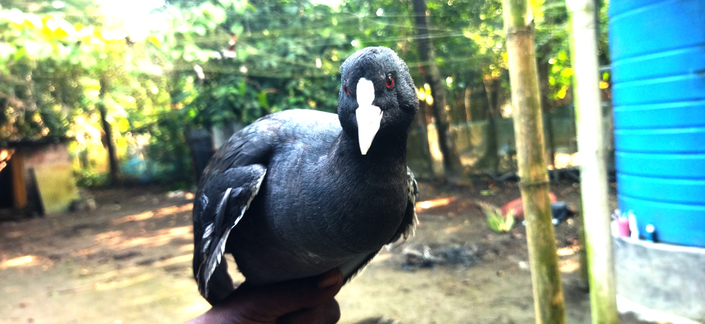 খুলনায় শিকারিদের দৌরাত্ম্যে ঝুঁকিতে পরিযায়ী পাখির বিচরণ