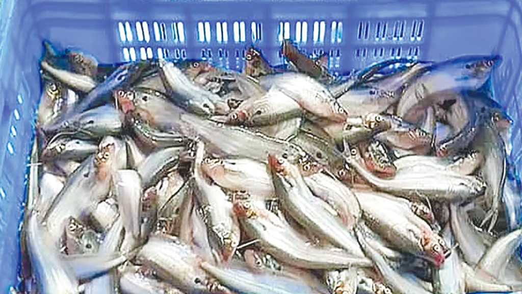 ভারতে মাছ রপ্তানির ৮৮% যশোরের পাবদা