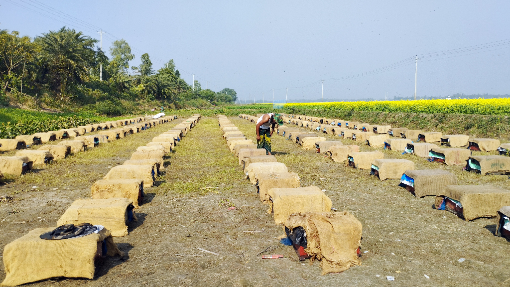 সাতক্ষীরা থেকে পাবনার চাটমোহরে সরিষা ফুলের মধু সংগ্রহ করতে এসেছেন মৌসুমি মধু সংগ্রহকারীরা। এ জন্য ৩৫০টি মৌবক্স স্থাপন করেছেন তাঁরা। প্রতিদিন দু-তিন মণ মধু সংগ্রহ করছেন তাঁরা। আজ বুধবার দুপুরে চাটমোহর উপজেলার নিমাইচড়া ইউনিয়নের নিমাইচড়া বিলে তোলা। ছবি: শুভাশীষ ভট্টাচার্য্য তুষার