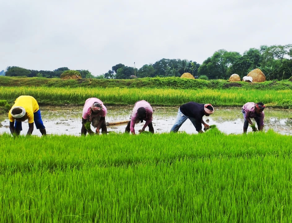 চলনবিলে পুরোদমে শুরু আমন রোপণ, ব্যস্ত সময় পার করছেন কৃষক