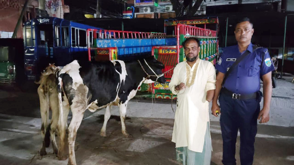 যুবদল কর্মীর বাড়ির আন্ডারগ্রাউন্ডে চোরাই গরু, আটক ১