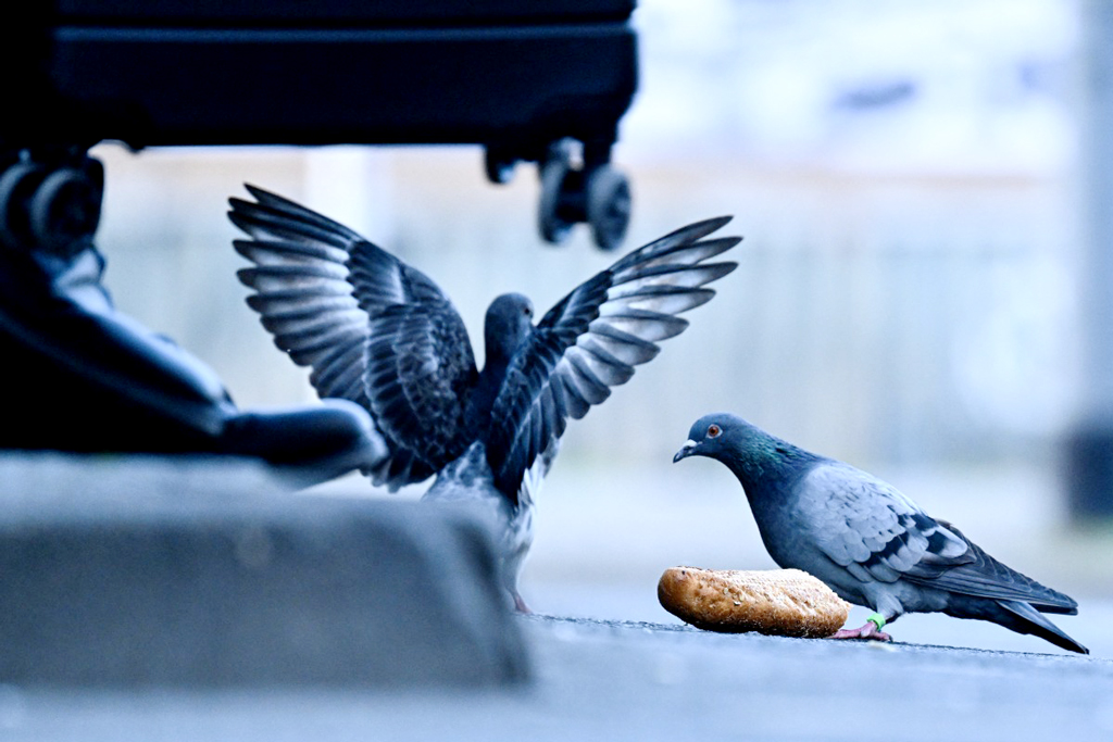 সড়কে ঘুরে বেড়াচ্ছে কবুতরেরা। এ সময় পথের ধারে পাউরুটি পেয়ে তার ওপর নজর দুই কবুতরের। ছবিটি পশ্চিম জার্মানির ফ্রাঙ্কফুর্ট আম মেইন-এর একটি সড়ক থেকে তোলা। ছবি: কিরিল কুদ্রিয়াভতসেভ, এএফপি।