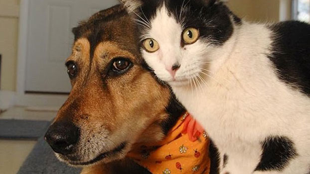 বিড়াল-কুকুরের ভাইরাল ভিডিও: বিনোদনের আড়ালে পোষ্যদের নীরব যন্ত্রণা