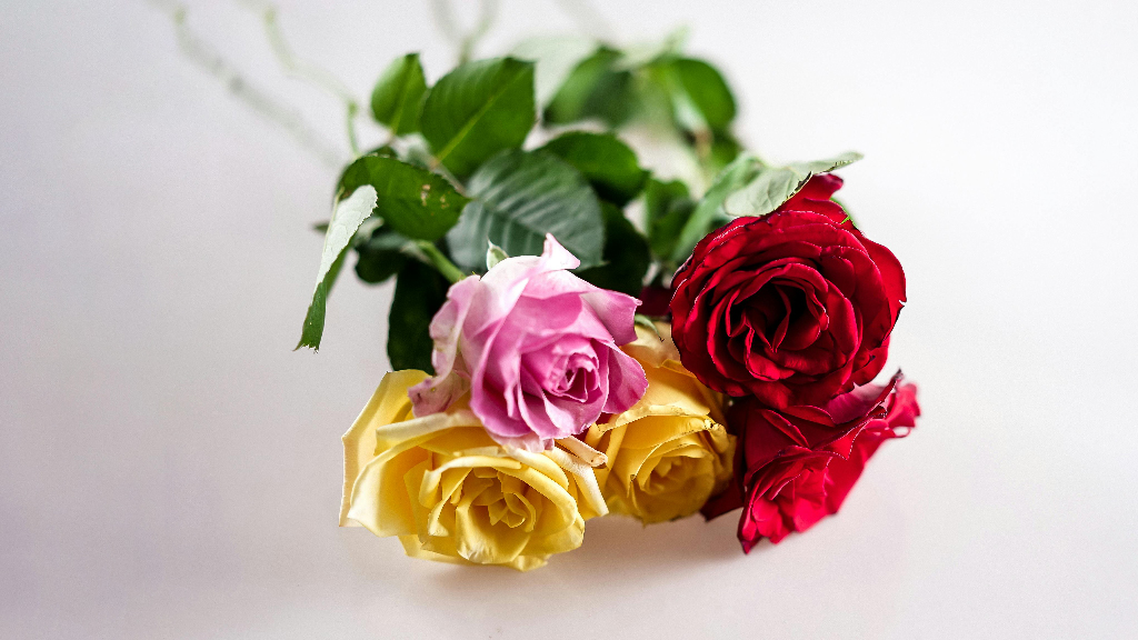 রোজ ডে: প্রিয়জনের দেওয়া গোলাপ সতেজ রাখতে যা করতে পারেন