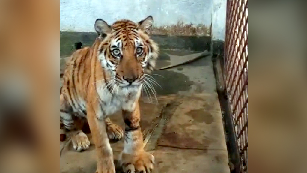 ভয়ংকর চেহারায় আহত বাঘটির গর্জন, সুস্থ হতে ২ মাস লাগবে: বন বিভাগ