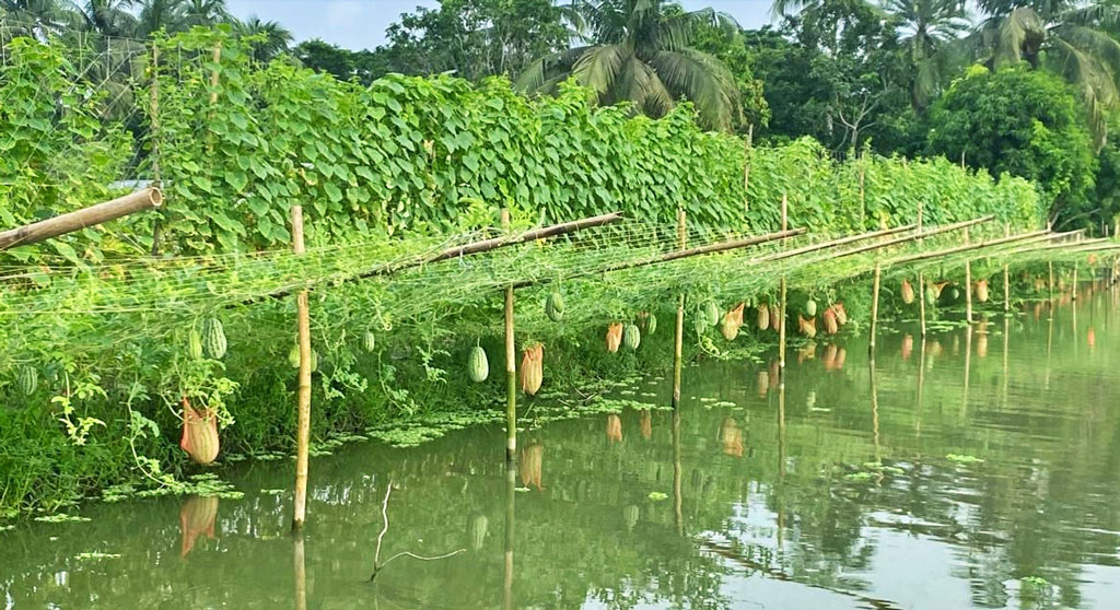 মাছের ঘেরের মাচায় ঝুলছে নানা রঙের তরমুজ, কৃষকের মুখে হাসি