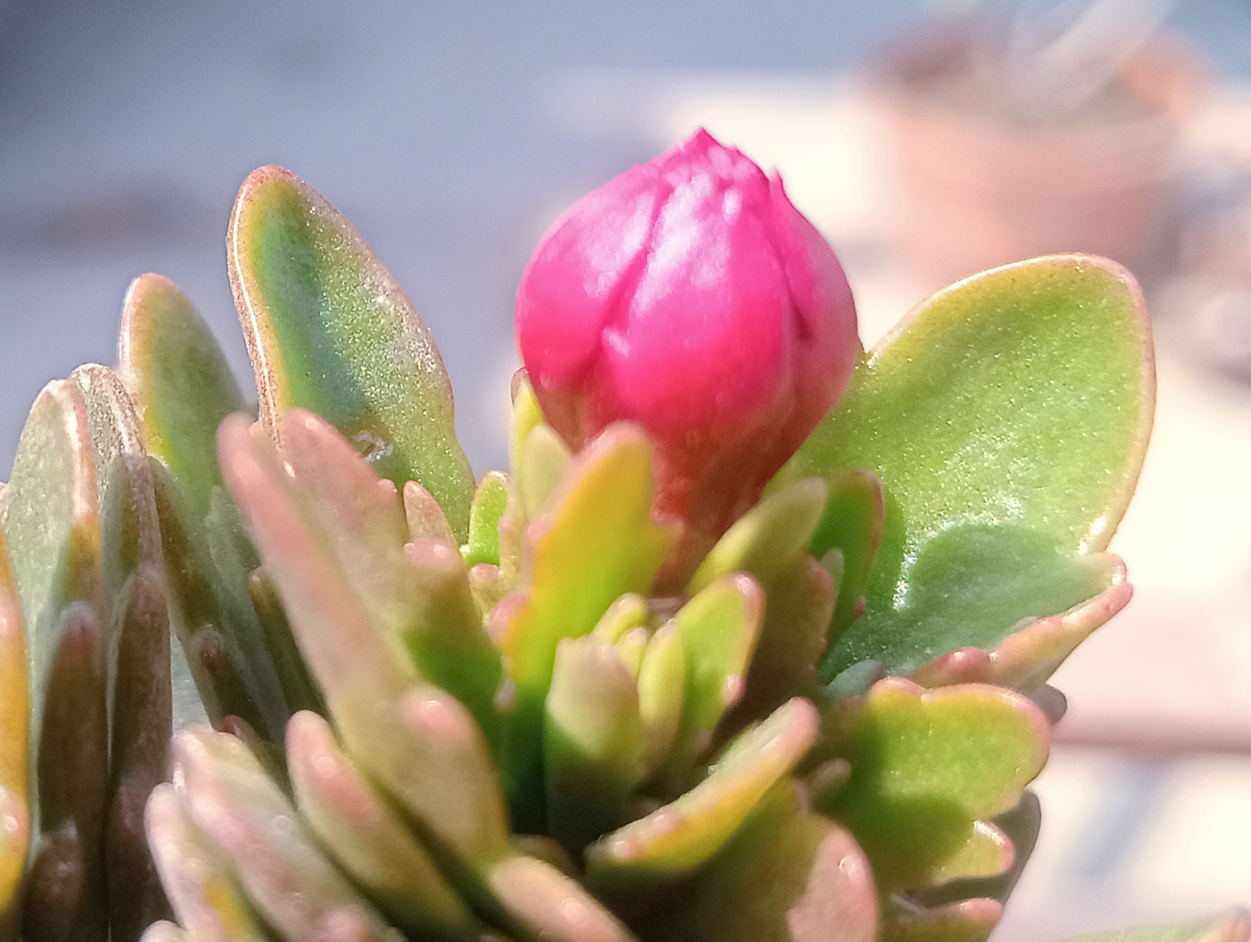 এই উদ্ভিদের নাম কালাঞ্চো। এটির পাতার ওপরে ঝুলন্ত রঙিন ছোট চার পাপড়ির ফুল হয়। এর পাতাগুলো ঘন, মাংসল, গাঢ় সবুজ এবং প্রায়ই স্ক্যাল্পযুক্ত প্রান্ত থাকে। এটি ভালো জল নিষ্কাশনকারী মাটি ও উজ্জ্বল আলোতে ভালো জন্মে। রাজশাহী নগরীর ঘোড়ামারা এলাকার একটি ছাদবাগান থেকে তোলা। ছবি: মিলন শেখ