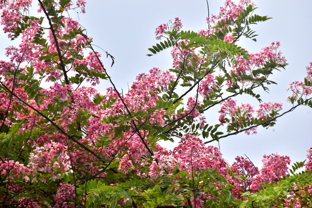 দিনের ছবি (৮ মে, ২০২৫)