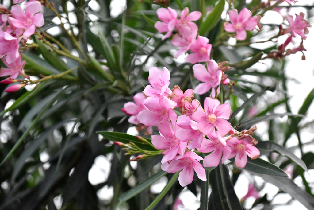 দিনের ছবি (১৫ মে,২০২৫)