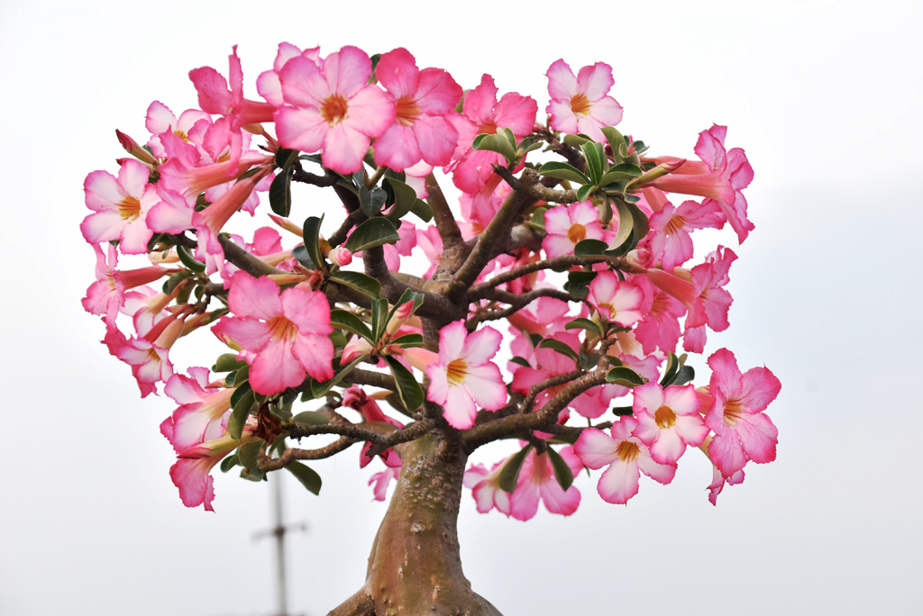 দিনের ছবি (১১ এপ্রিল, ২০২৬)