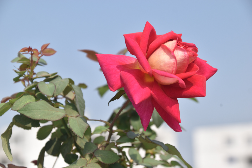 দিনের ছবি (৩০ জানুয়ারি ২০২৬)