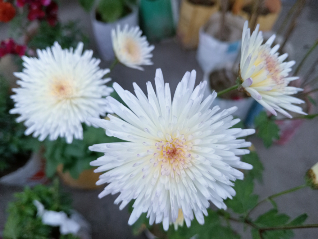 চোখজুড়ানো সাদা ও হলুদ চন্দ্রমল্লিকা ফুল। একে ক্রিসেন্থিমাম ফুলও বলা হয়। বাড়ির উঠান, বারান্দা বা ছাদবাগান সাজাতে এই ফুলের জুড়ি মেলা ভার। চন্দ্রমল্লিকা তুলনামূলকভাবে ঠান্ডা আবহাওয়া এবং রৌদ্রোজ্জ্বল জায়গা পছন্দ করে। নগরীর আলুপট্টির মোড় থেকে তোলা। ছবি: মিলন শেখ