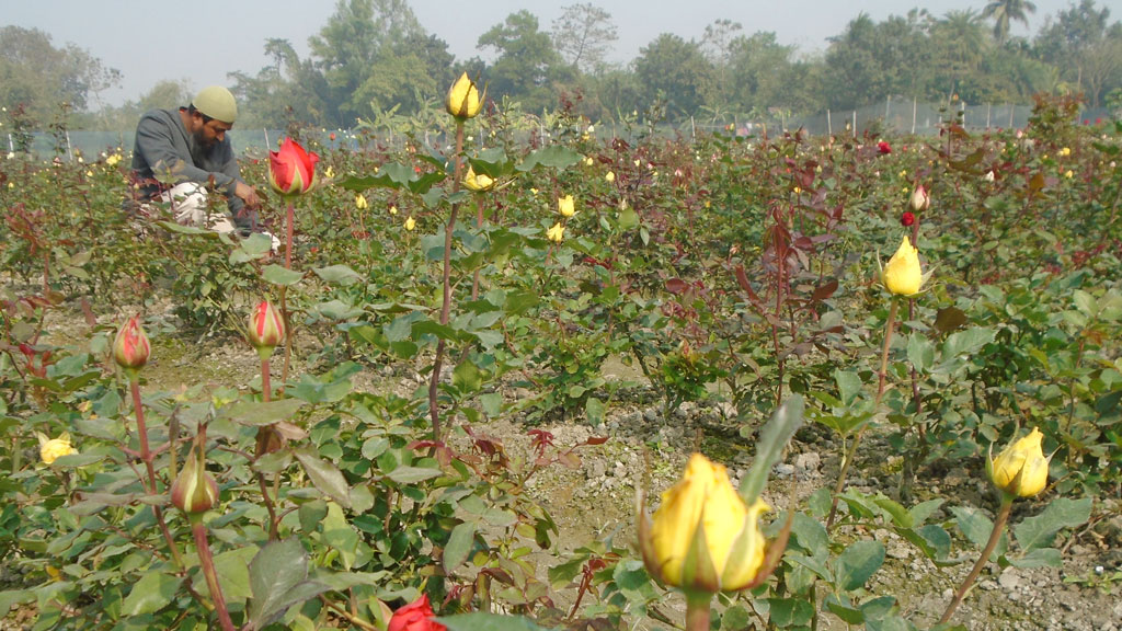 শাজাহানপুরে ফুলের বাণিজ্যিক চাষ, লাভবান কৃষকেরা