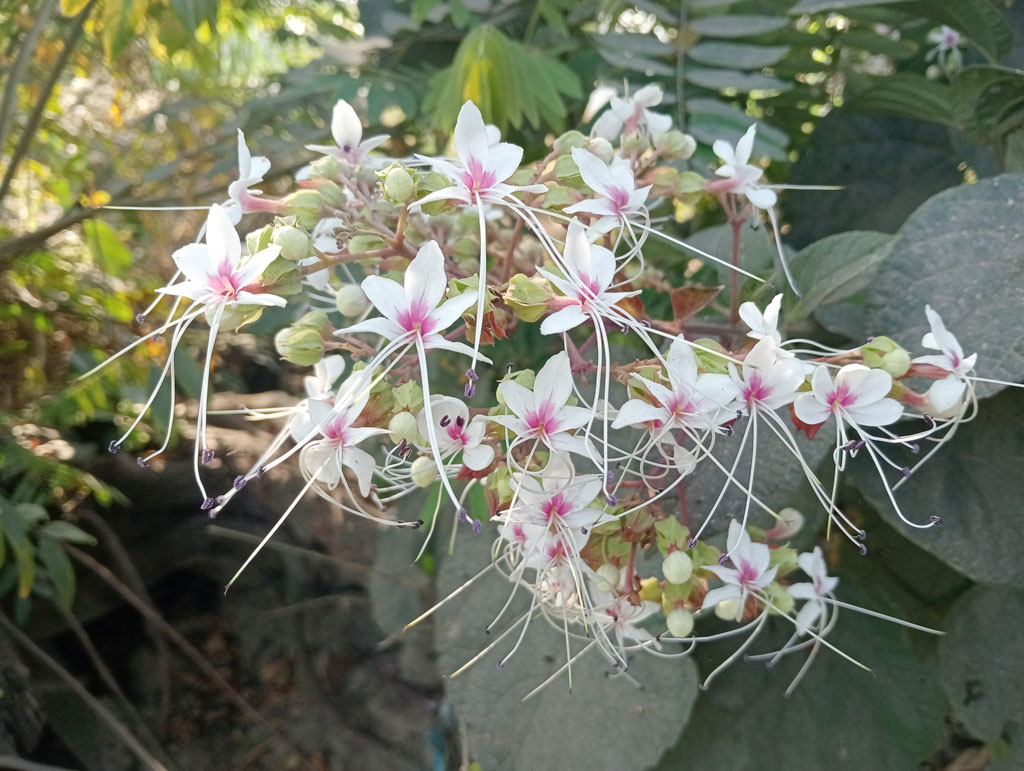 দিনের ছবি (৪ মার্চ, ২০২৫)