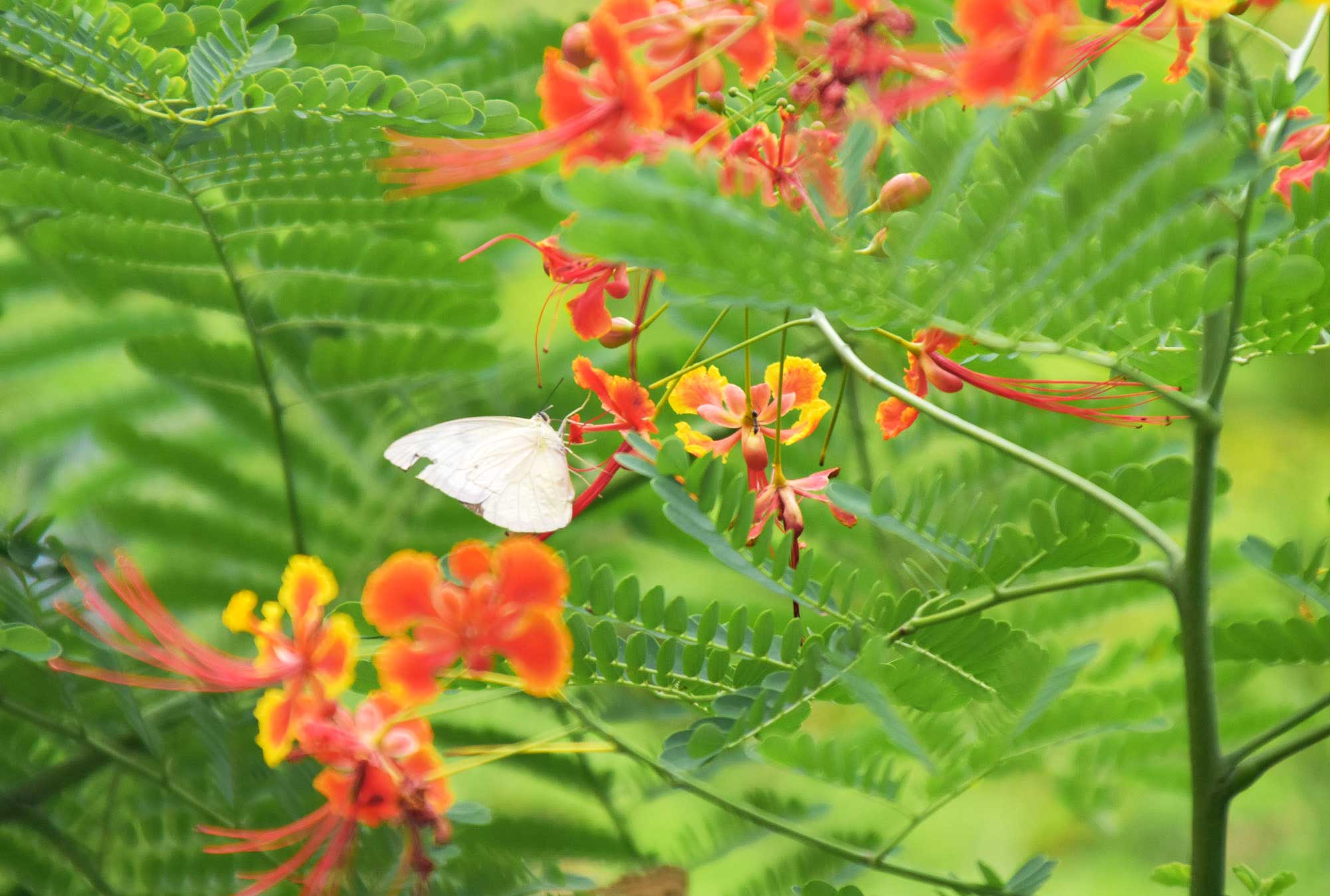 কৃষ্ণচূড়ার আগুন রূপ রাঙিয়ে রেখেছ প্রকৃতি। লাল-কমলা রঙের এই ফুলটি বর্ষার ছোঁয়ায় আরও প্রাণবন্ত রূপ নিয়েছে। সাধারণ গ্রীষ্মমণ্ডলীয় অঞ্চলে এই ফুল গাছটির দেখা মেলে। বেশ বড় আকারের হয়ে থাকে কৃষ্ণচূড়া গাছ। আর এর আগুনরঙা ফুল বহুদূর থেকে মানুষের মন কেড়ে নেয়। ছবিটি রাজশাহীর মেডিকেল ঘোষপাড়া এলাকা থেকে তোলা। ছবি: মিলন শেখ