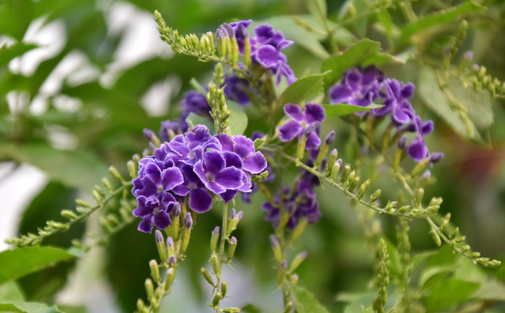 দিনের ছবি (১০ মে, ২০২৫)