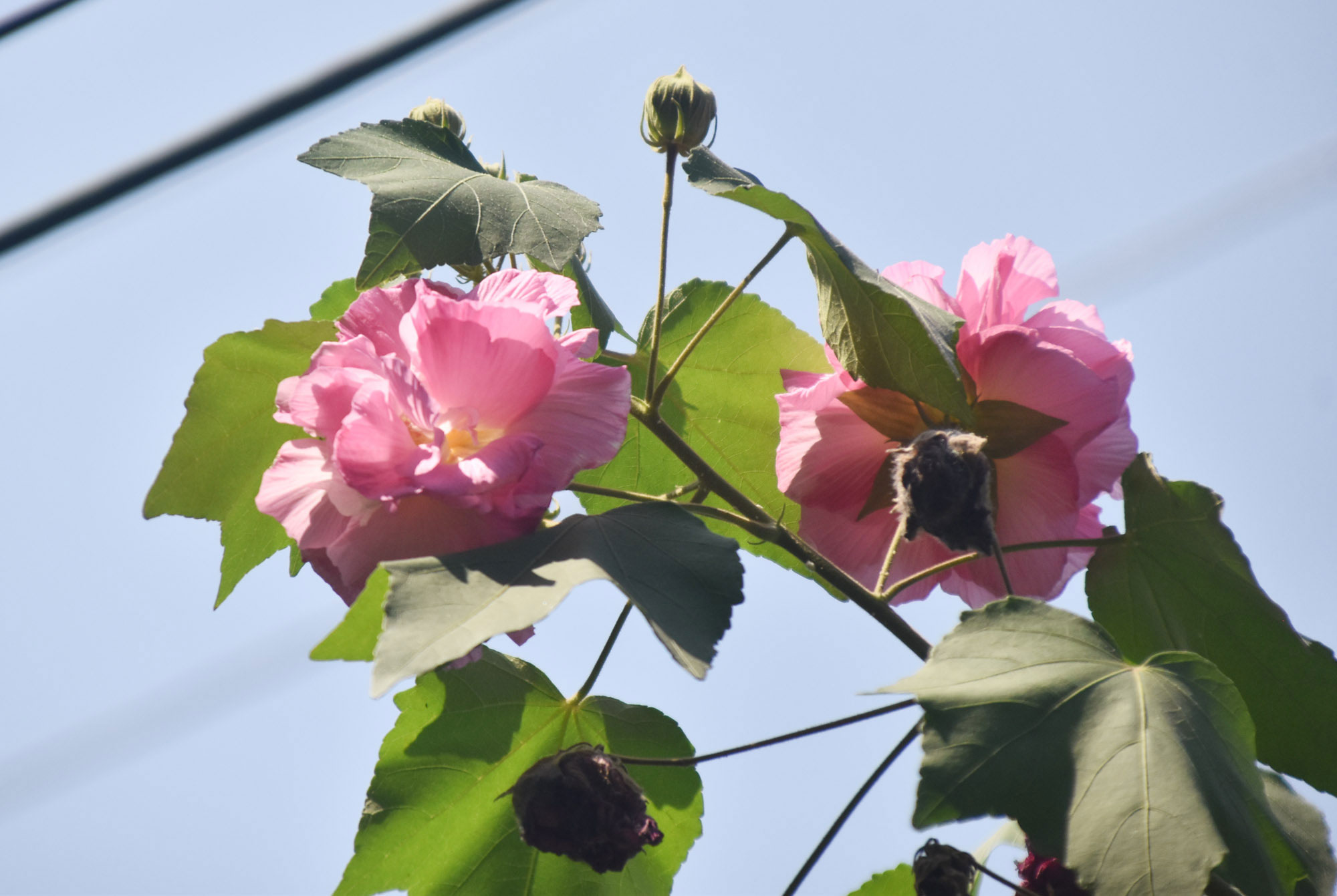 এই গোলাপি রঙা ফুলটির নাম স্থল পদ্ম। স্থল পদ্ম মাঝারি ধরনের ঝোপালো গুল্ম। এর বৈজ্ঞানিক নাম হিবিসকাস মিউটাবিলিস। মালভেসি পরিবারের উদ্ভিদ এটি। ইংরেজিতে কটন রোজ বলা হয়। সাধারণত তিন-চার মিটারের মতো উঁচু হয় এর গাছ। ছবিটি রাজশাহী বিশ্ববিদ্যালয়ের একটি ফুলবাগান থেকে তোলা। ছবি: মিলন শেখ