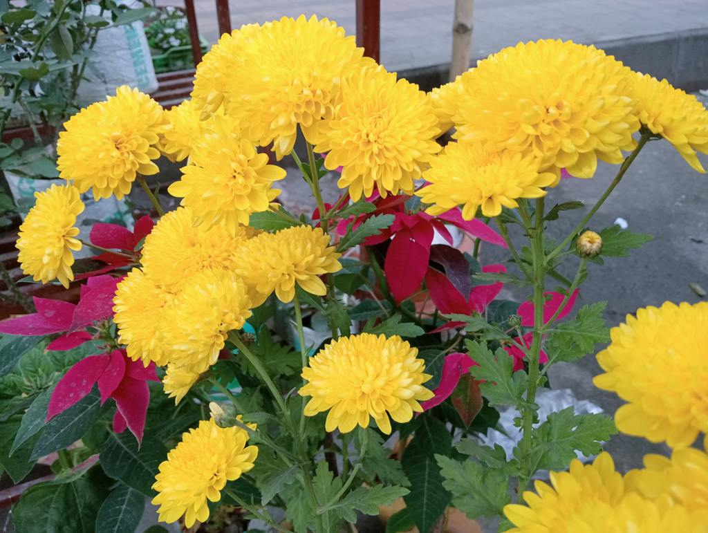 চোখজুড়ানো সাদা ও হলুদ চন্দ্রমল্লিকা ফুল। একে ক্রিসেন্থিমাম ফুলও বলা হয়। বাড়ির উঠান, বারান্দা বা ছাদবাগান সাজাতে এই ফুলের জুড়ি মেলা ভার। চন্দ্রমল্লিকা তুলনামূলকভাবে ঠান্ডা আবহাওয়া এবং রৌদ্রোজ্জ্বল জায়গা পছন্দ করে। নগরীর আলুপট্টির মোড় থেকে তোলা। ছবি: মিলন শেখ