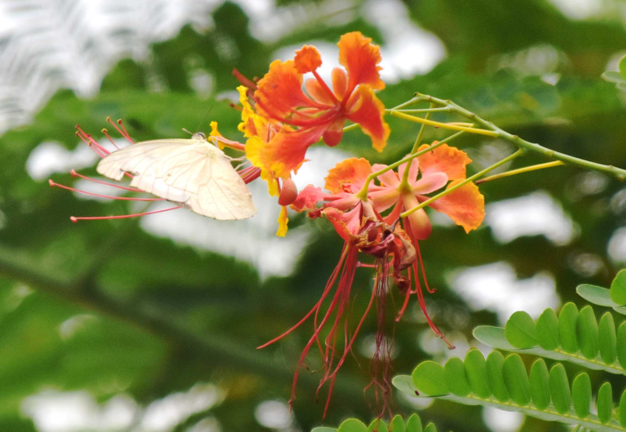 দিনের ছবি (২৯ জুলাই, ২০২৫)