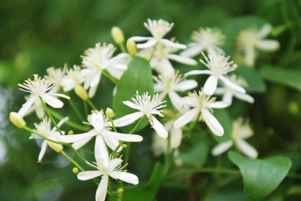 অ্যারোমেটিক জুঁই, বৈজ্ঞানিক নাম ক্লেমেটিস ফ্ল্যাম্মুলা। শুভ্রতায় সাজানো ছোট্ট ছোট্ট এই ফুলের রূপ বর্ষা এলে যেন দ্বিগুণ বেড়ে যায়। এর ঘ্রাণ মন মাতিয়ে দেয়। অনেকেই বারান্দায় এই গাছ রাখতে পছন্দ করেন এর সুঘ্রাণের কারণে। ছবিটি রাজশাহীর গোদাগাড়ী উপজেলার দেওপাড়া ইউনিয়নের ডাইং পাড়া এলাকা থেকে তোলা। ছবি: মিলন শেখ।