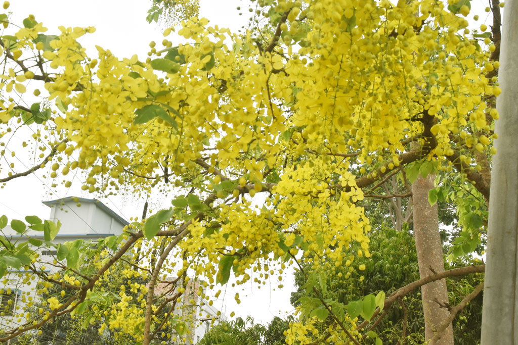 দিনের ছবি (২০ এপ্রিল, ২০২৬)