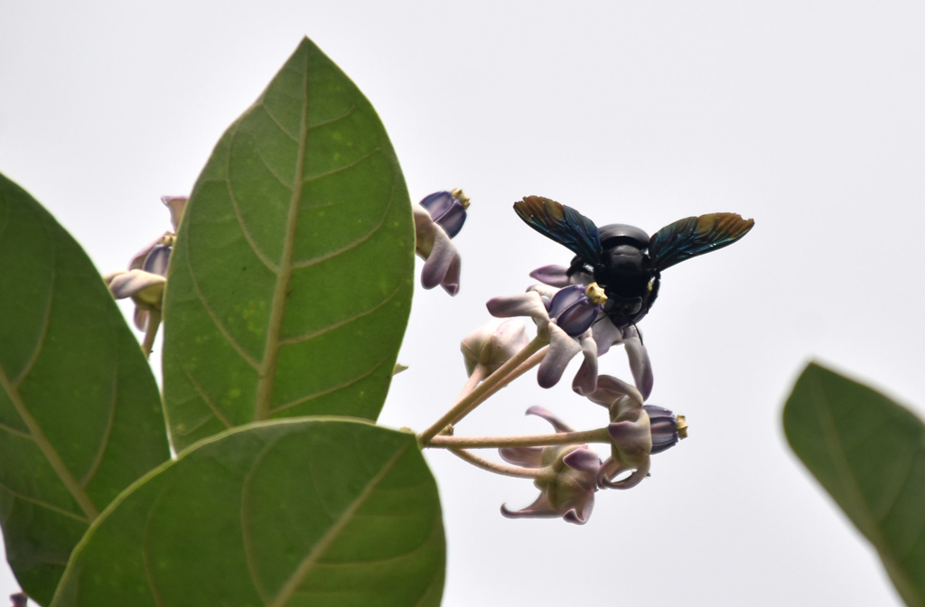 আকন্দ গাছের ফুল থেকে মধু আহারণ করছে প্রজাপতি ও ভ্রমর।  রাজশাহী নগরীর পাঠানপাড়া এলাকার রাস্তার  পাশ থেকে তোলা। ছবি:  মিলন শেখ।