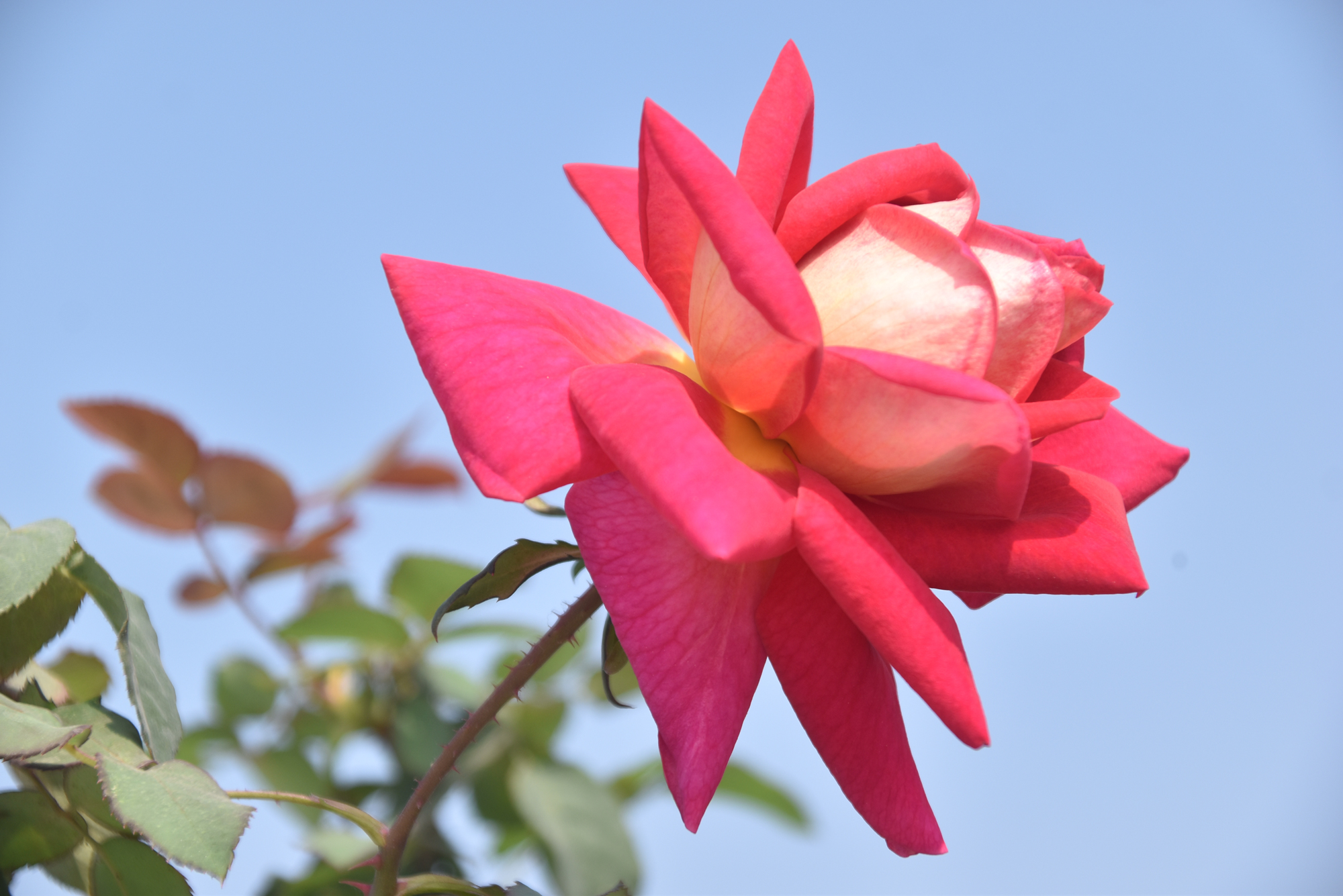 ছাদবাগানে ফুটেছে গোলাপ ফুল। শীতের হালকা রোদে ফুটে থাকা ফুল ছাদের সৌন্দর্য বাড়িয়ে তোলে। আজ সকালে রাজশাহী নগরীর আলুপট্টি মোড় এলাকার একটি ছাদবাগান থেকে তোলা। ছবি: মিলন শেখ