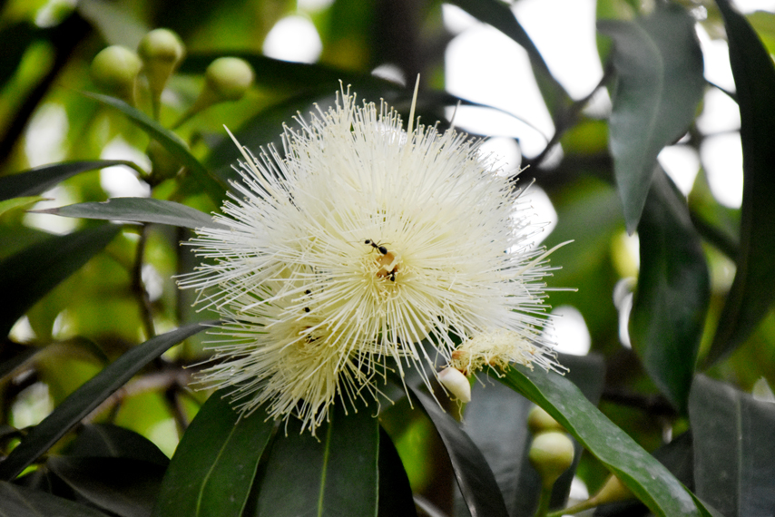 জাম্বুরাগাছে সাদা রঙের ফুল এসেছে। টক-মিষ্টি রসাল স্বাদের জাম্বুরা অতি পরিচিত দেশি ফল। এই গাছের ফুলও আকর্ষণীয়। রাজশাহী নগরীর সাদুরমোড় এলাকা থেকে তোলা। ছবি: মিলন শেখ