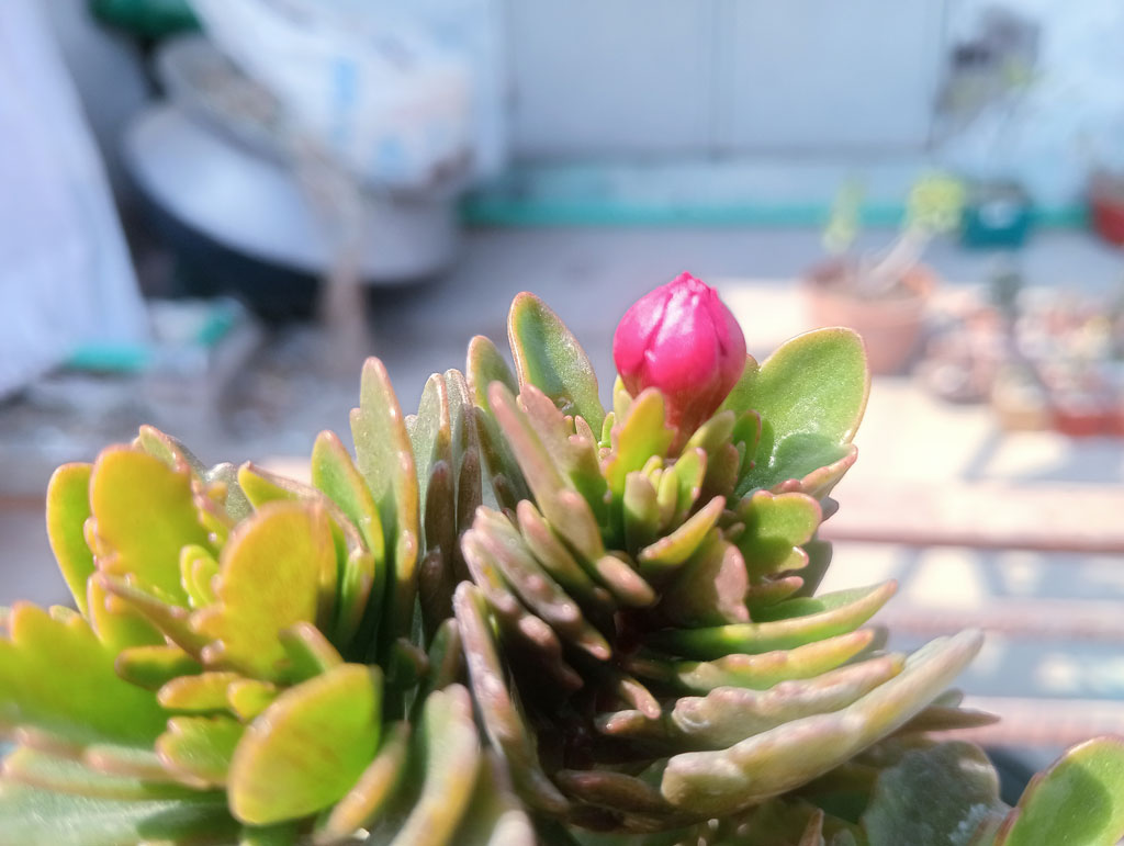 দিনের ছবি (১৫ ফেব্রুয়ারি ২০২৬)