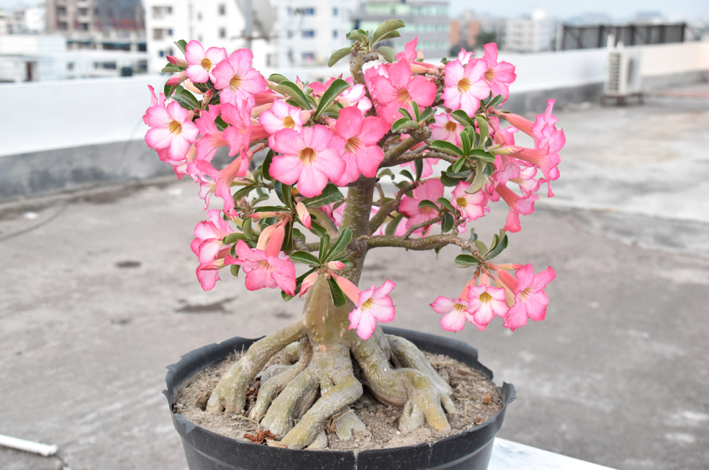 টবে ফুটে আছে গোলাপি রঙের অ্যাডেনিয়াম ওবেসাম ফুল। একে মরুর গোলাপ নামেও ডাকা হয়। বনসাই শৈলীতে করা গাছটিতে অনেক ফুল ফুটেছে। রাজশাহী নগরীর আলুপট্টি একটি ভবনের ছাদ থেকে তোলা। ছবি: মিলন শেখ