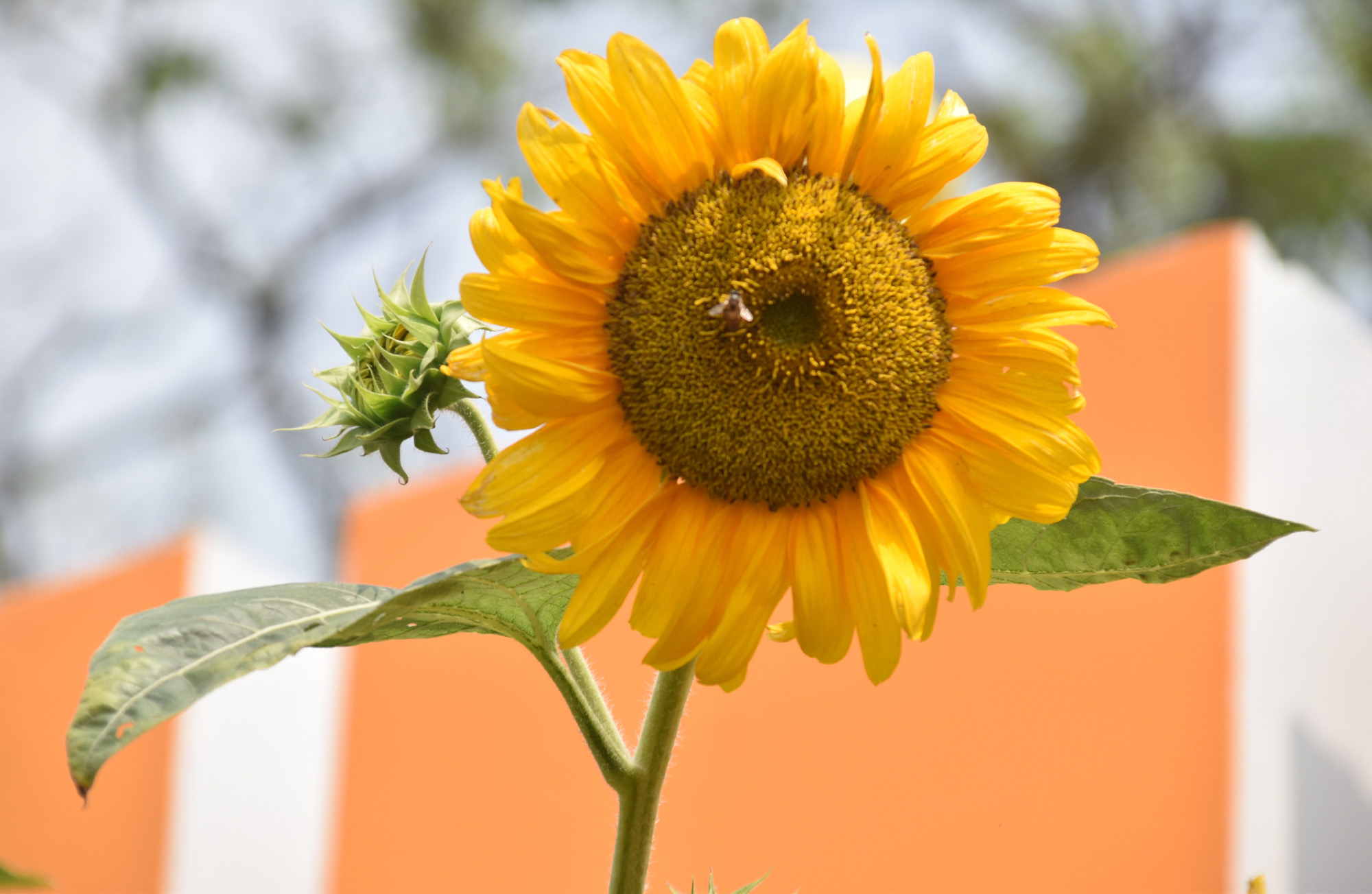 বাগানে ফুটেছে সূর্যমুখী ফুল। আর এই ফুলের মধু আহরণে ব্যস্ত মৌমাছি। রাজশাহী নগরীর পদ্মা আবাসিক আরডিএ পার্কের ফুলবাগান থেকে তোলা। ছবি: মিলন শেখ