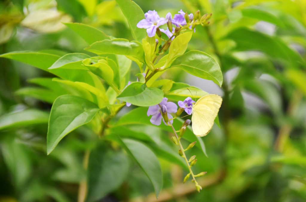কাঁটা মেহেদি ফুল। নীল রঙা এই ফুলের গাছ ঝোপের মতো হয়। শহরের চেয়ে বেশি গ্রামে দেখা যায় এই গাছ। ছবিটি রাজশাহী নগরীর দরগাপাড়া এলাকা থেকে তোলা। ছবি: মিলন শেখ।