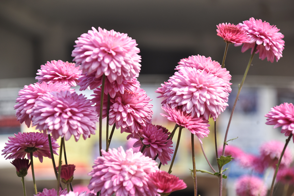 রাজশাহী বিশ্ববিদ্যালয়ের চারুকলা অনুষদের বাগানে ফুটেছে চন্দ্রমল্লিকা ফুল। তুলনামূলক ঠান্ডা আবহাওয়া এবং রৌদ্রোজ্জ্বল জায়গায় চন্দ্রমল্লিকা ভালোভাবে বেড়ে ওঠে। বাংলাদেশে শীতকালই এই ফুল চাষের উত্তম সময়। ছবি: মিলন শেখ