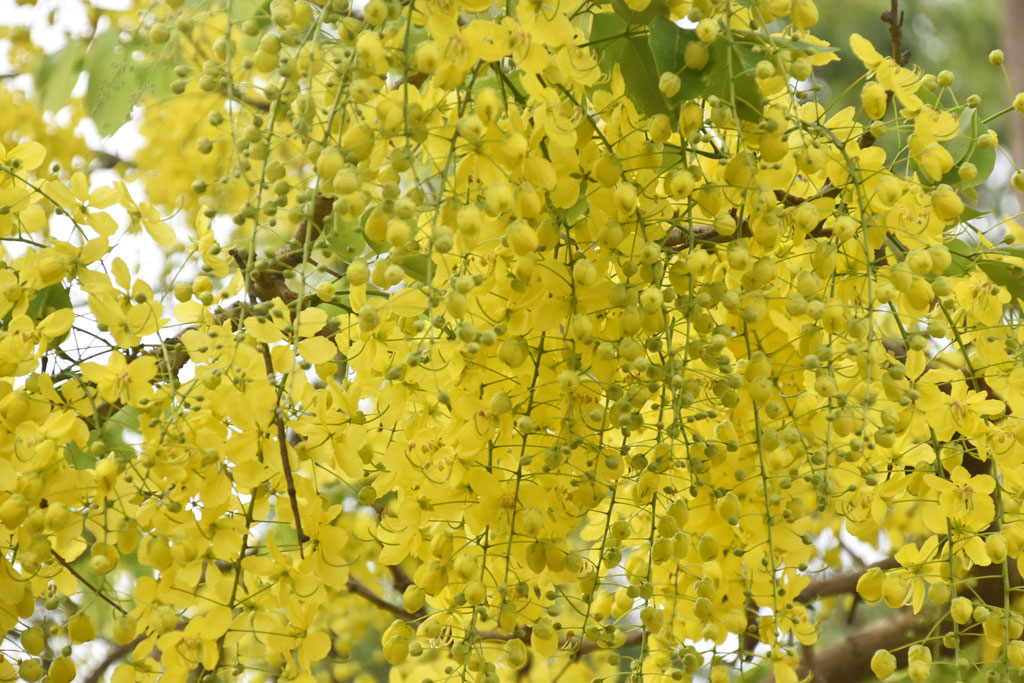 শুষ্ক কঠিন সড়কের পাশে দাঁড়িয়ে আছে দৃষ্টিনন্দন সোনালু ফুলের গাছ। থোকা থোকা হলুদ ফুলে ছেয়ে আছে পুরো গাছ। ফুলের সৌন্দর্য অনায়াসে পথচারীর দৃষ্টি কাড়ছে। রাজশাহী নগরের পুলিশ লাইন এলাকায়। ছবি: মিলন শেখ