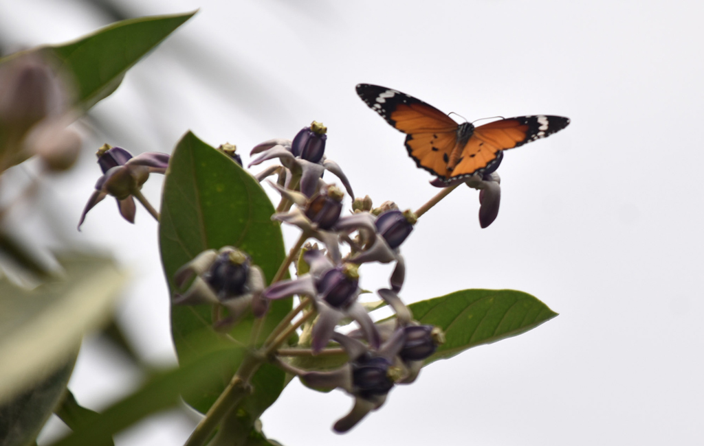 আকন্দ গাছের ফুল থেকে মধু আহারণ করছে প্রজাপতি ও ভ্রমর।  রাজশাহী নগরীর পাঠানপাড়া এলাকার রাস্তার  পাশ থেকে তোলা। ছবি:  মিলন শেখ।