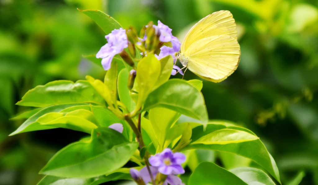 দিনের ছবি (৩১ জুলাই, ২০২৫)