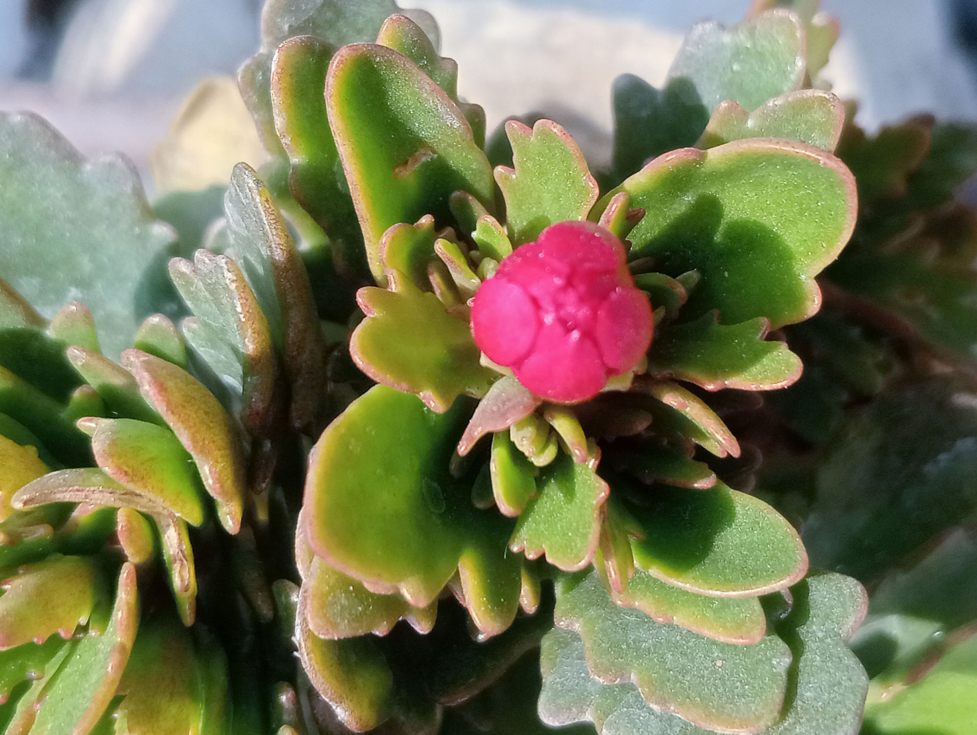 এই উদ্ভিদের নাম কালাঞ্চো। এটির পাতার ওপরে ঝুলন্ত রঙিন ছোট চার পাপড়ির ফুল হয়। এর পাতাগুলো ঘন, মাংসল, গাঢ় সবুজ এবং প্রায়ই স্ক্যাল্পযুক্ত প্রান্ত থাকে। এটি ভালো জল নিষ্কাশনকারী মাটি ও উজ্জ্বল আলোতে ভালো জন্মে। রাজশাহী নগরীর ঘোড়ামারা এলাকার একটি ছাদবাগান থেকে তোলা। ছবি: মিলন শেখ