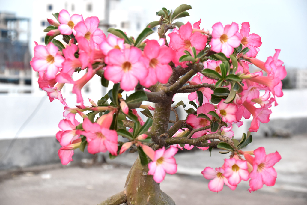 টবে ফুটে আছে গোলাপি রঙের অ্যাডেনিয়াম ওবেসাম ফুল। একে মরুর গোলাপ নামেও ডাকা হয়। বনসাই শৈলীতে করা গাছটিতে অনেক ফুল ফুটেছে। রাজশাহী নগরীর আলুপট্টি একটি ভবনের ছাদ থেকে তোলা। ছবি: মিলন শেখ