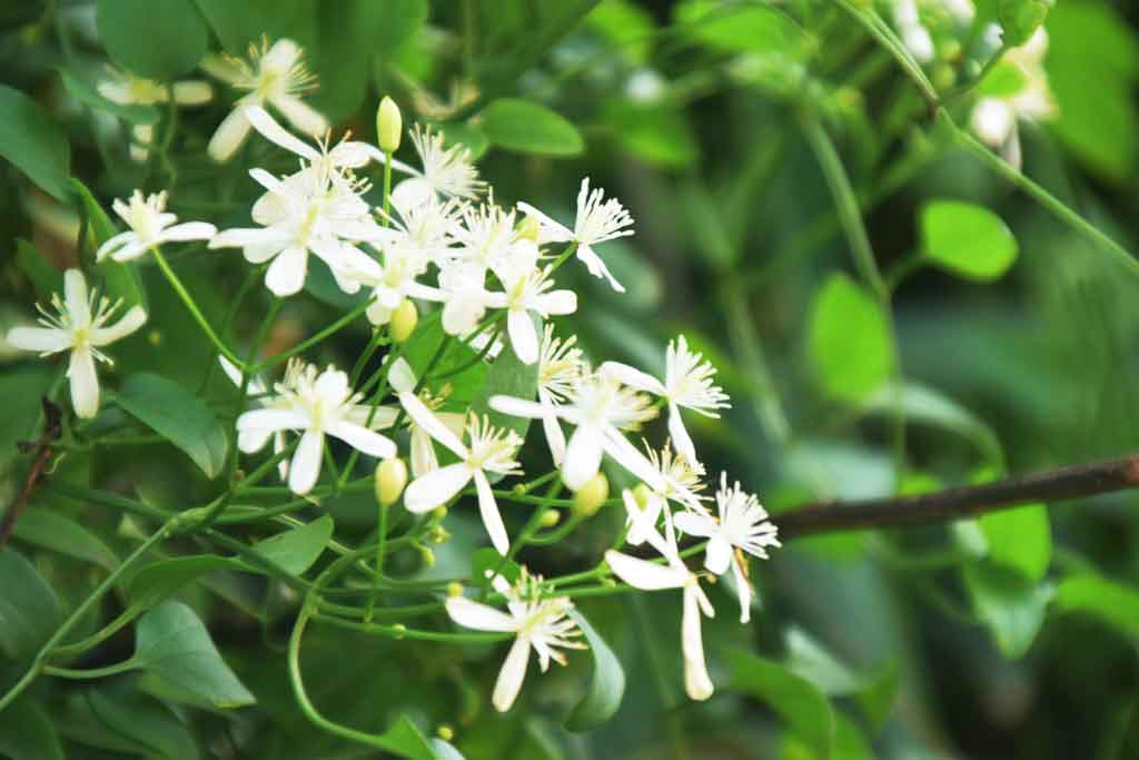 দিনের ছবি (১৫ জুলাই ২০২৫)