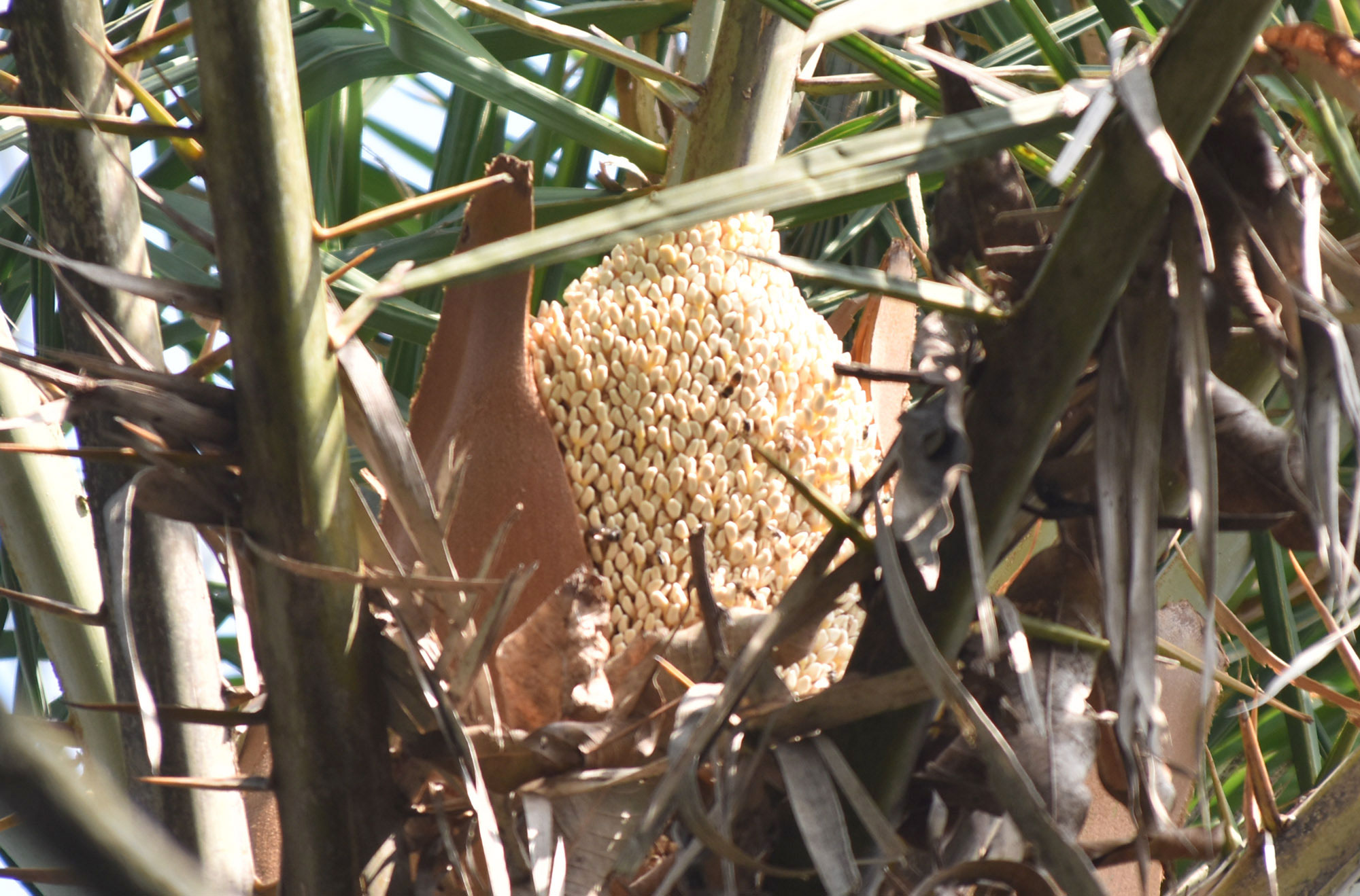 খেজুরগাছে গুচ্ছাকারে ফুল ধরছে। ছবিটি পবা উপজেলার পারিলা ইউনিয়নের আশরাফ মোড় এলাকা থেকে তোলা। ছবি: মিলন শেখ