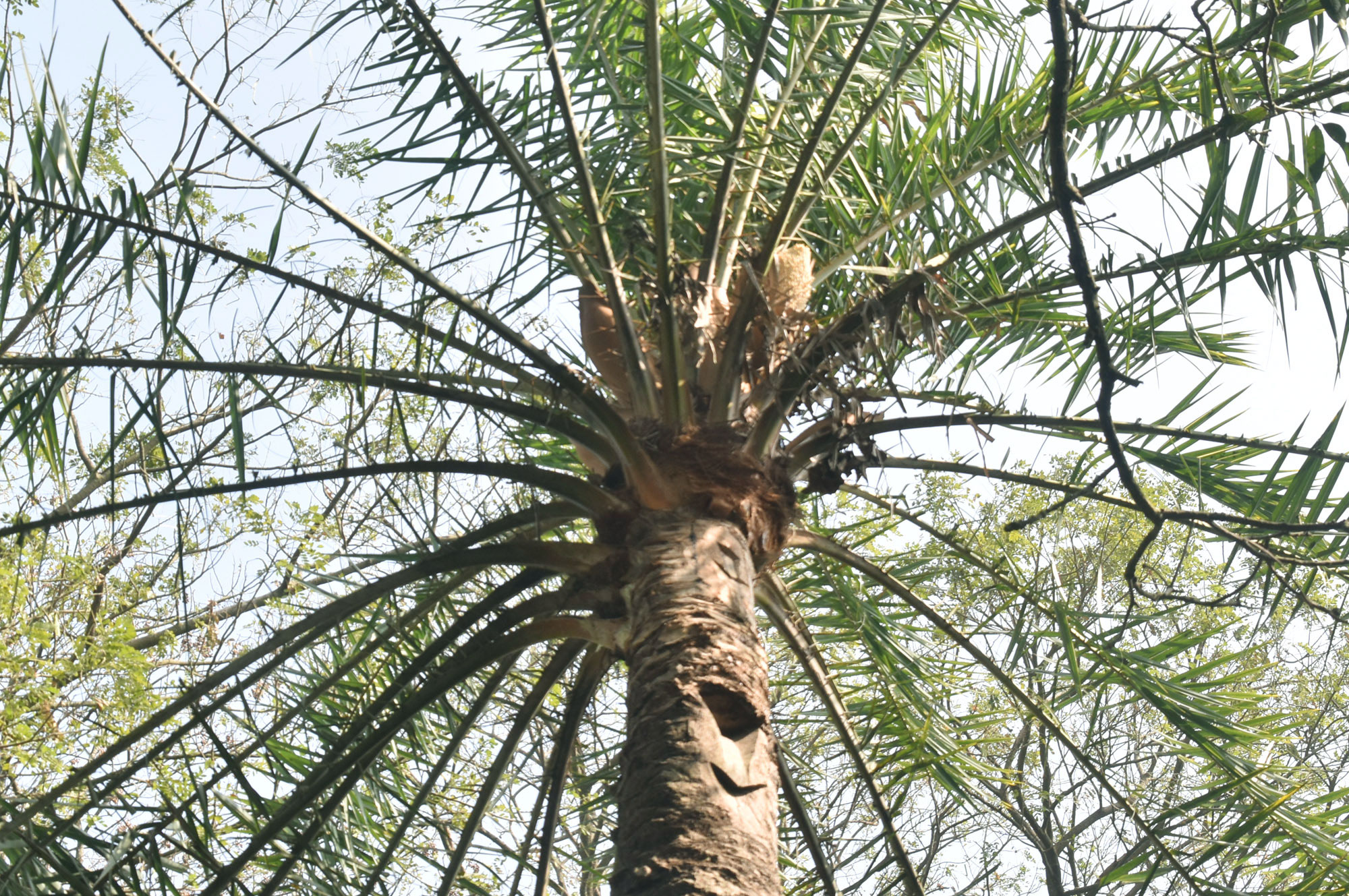 খেজুরগাছে গুচ্ছাকারে ফুল ধরছে। ছবিটি পবা উপজেলার পারিলা ইউনিয়নের আশরাফ মোড় এলাকা থেকে তোলা। ছবি: মিলন শেখ