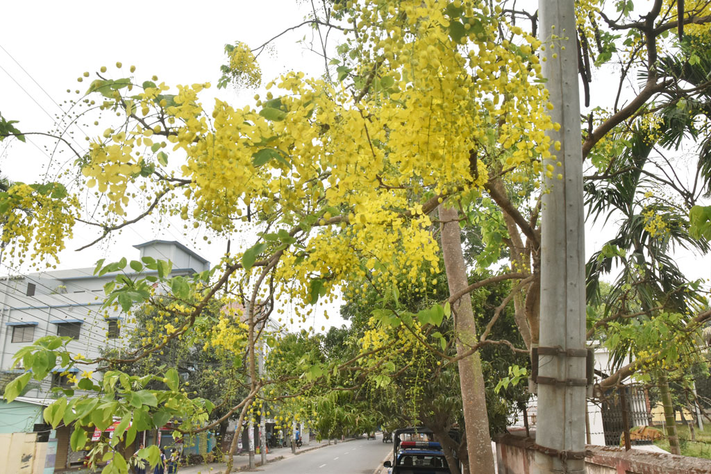 শুষ্ক কঠিন সড়কের পাশে দাঁড়িয়ে আছে দৃষ্টিনন্দন সোনালু ফুলের গাছ। থোকা থোকা হলুদ ফুলে ছেয়ে আছে পুরো গাছ। ফুলের সৌন্দর্য অনায়াসে পথচারীর দৃষ্টি কাড়ছে। রাজশাহী নগরের পুলিশ লাইন এলাকায়। ছবি: মিলন শেখ