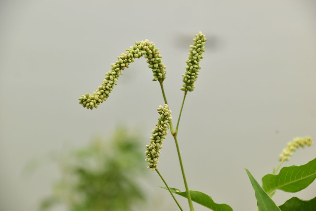 দৃষ্টিনন্দন ফুলটির নাম ফ্যাকাশে পার্সিকারিয়া বা পার্সিকারিয়া ল্যাপাথিফোলিয়া। এটি মূলত একটি জংলি ফুল। ছবিটি রাজশাহী নগরীর তালাইমারী ফুলতলা ঘাট এলাকা থেকে তোলা। আজকের পত্রিকা