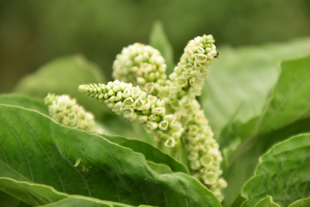 দৃষ্টিনন্দন ফুলটির নাম ফ্যাকাশে পার্সিকারিয়া বা পার্সিকারিয়া ল্যাপাথিফোলিয়া। এটি মূলত একটি জংলি ফুল। ছবিটি রাজশাহী নগরীর তালাইমারী ফুলতলা ঘাট এলাকা থেকে তোলা। আজকের পত্রিকা